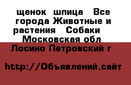 щенок  шпица - Все города Животные и растения » Собаки   . Московская обл.,Лосино-Петровский г.